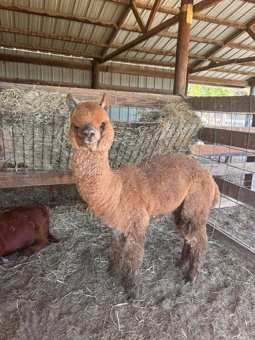 A fluffy brown alpaca in the barn