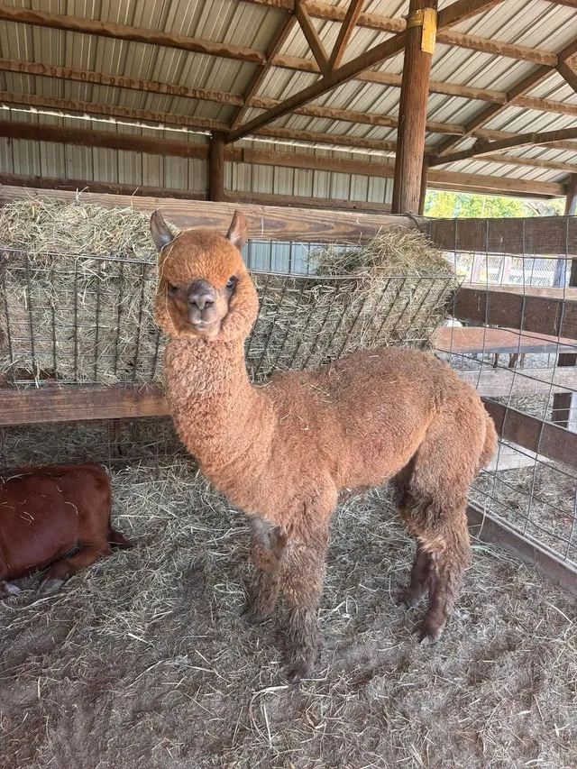 A fluffy brown alpaca in the barn