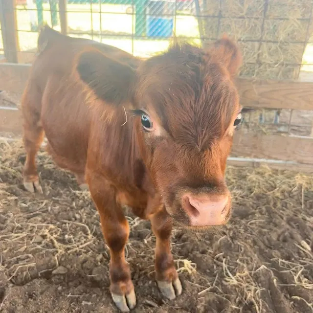 A red mini calf standing in the straw