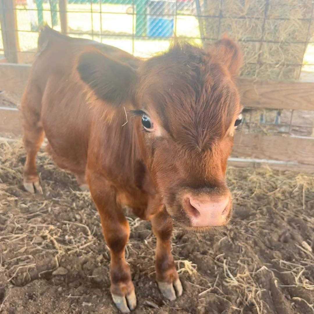 A red mini calf standing in the straw