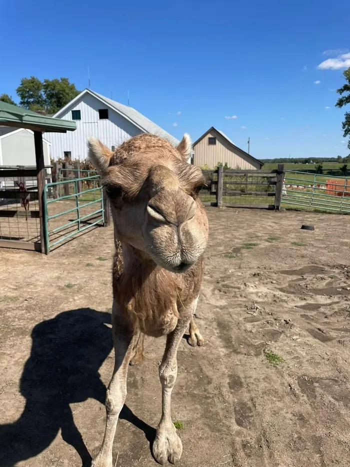 A camel standing in the barnyard under a blue sky