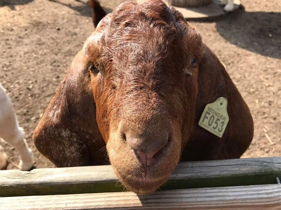 A goat resting its chin on a fence