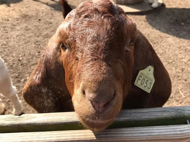 A goat resting its chin on the fence