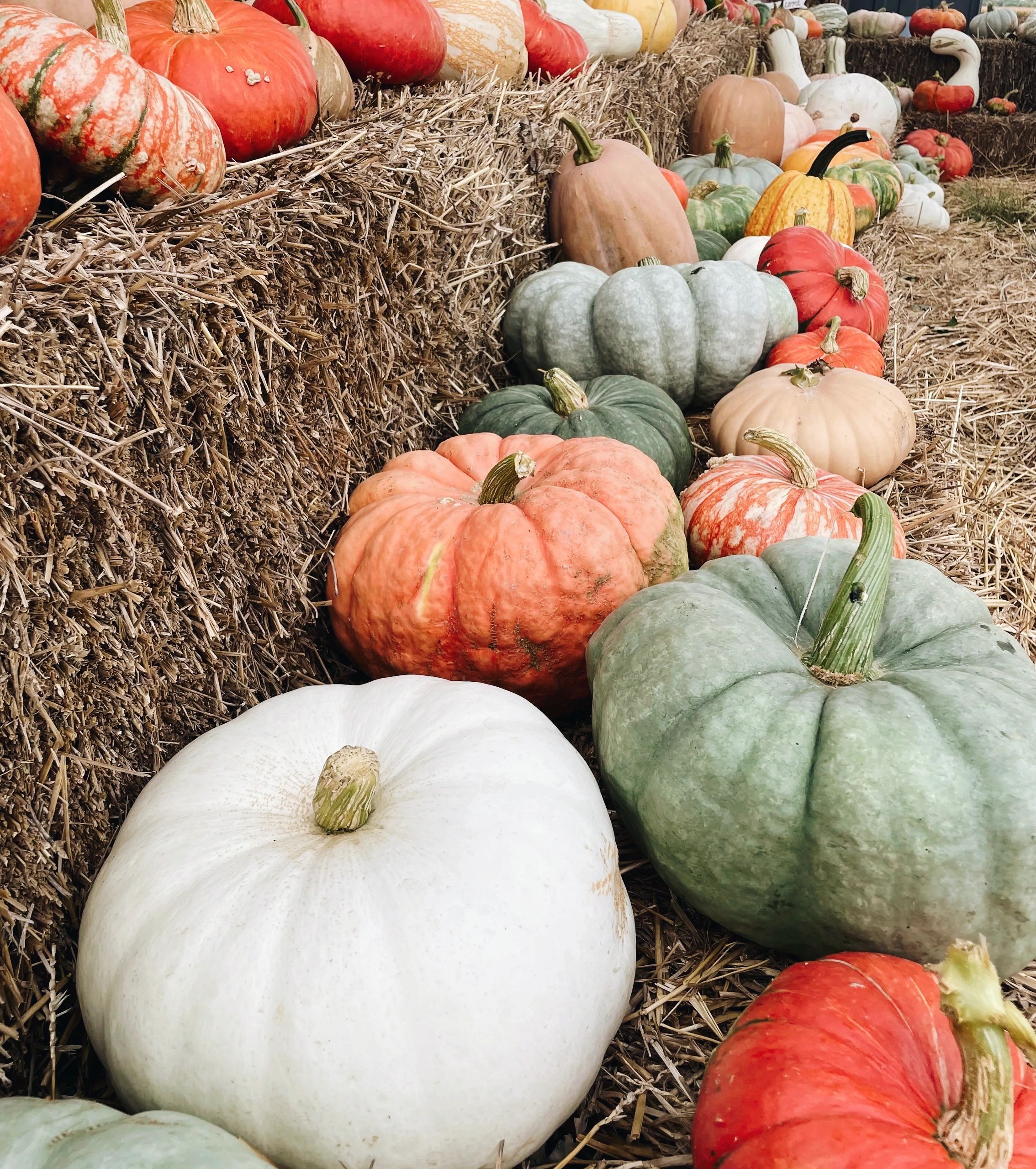 A colorful pile of heirloom pumpkins in orange, white, green and salmon