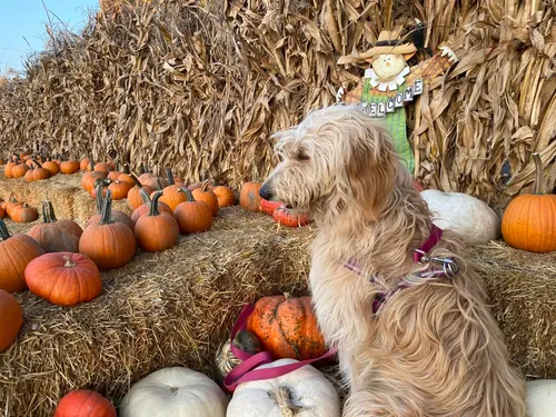 Lola the shaggy farm dog sitting among pumpkins and hay bales