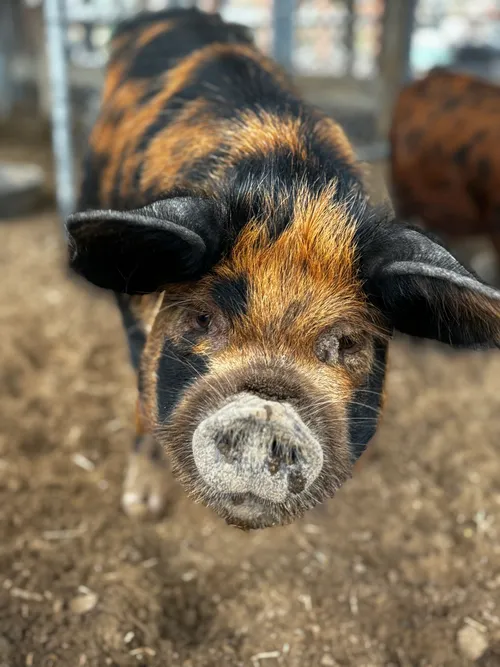 Close-up of a curious pig's snout