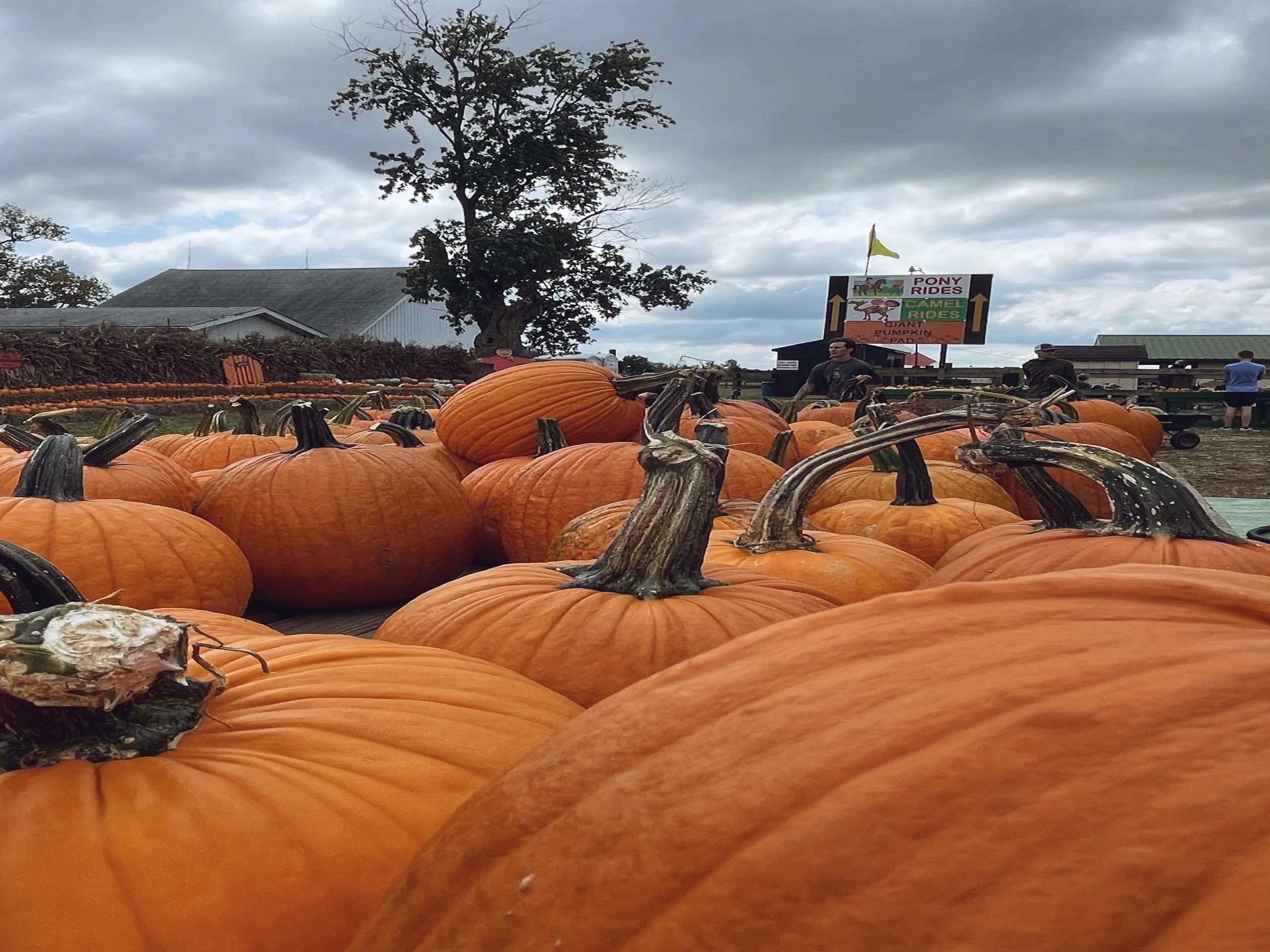 A big pile of pumpkins under a dramatic cloudy sky