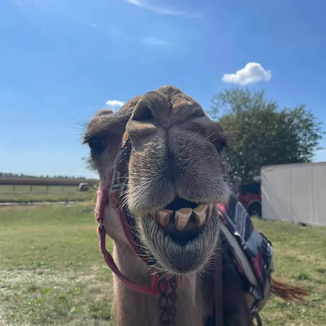 Rosie the camel grinning at the camera