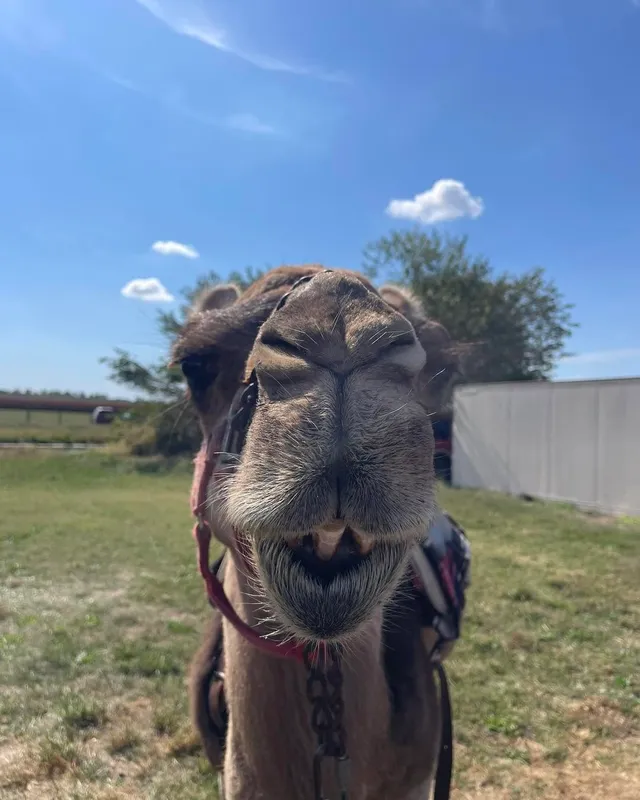 Rosie, another photo