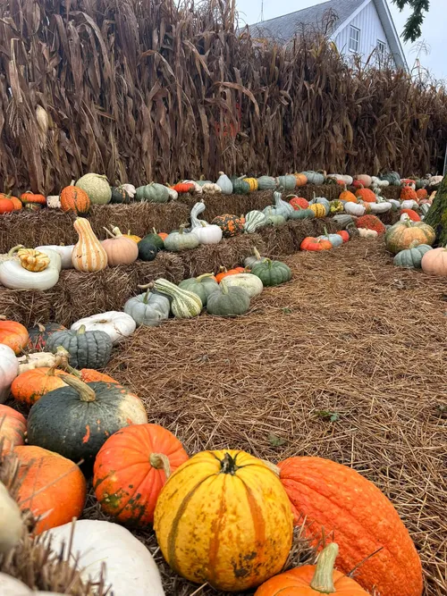 Pumpkins, gourds and squash stacked on a farm-stand display