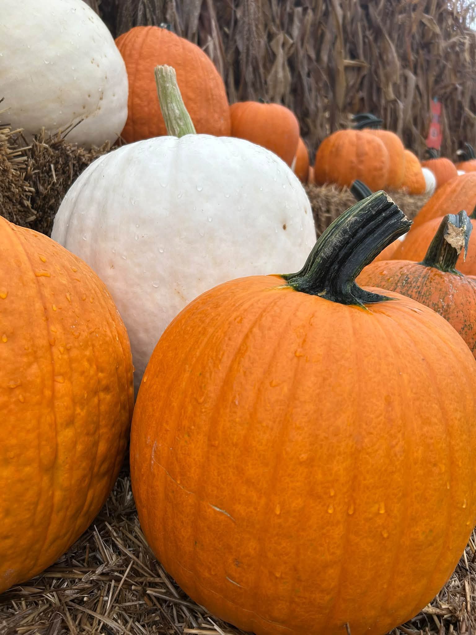 Pumpkins, gourds and squash stacked on the 2026 farm-stand display