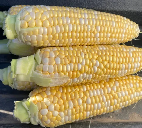 Freshly picked Relleke sweet corn piled high